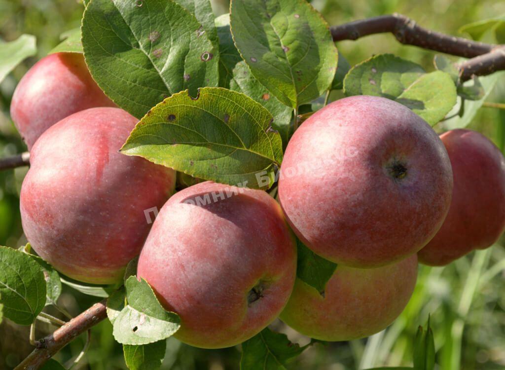 Яблоня Альва