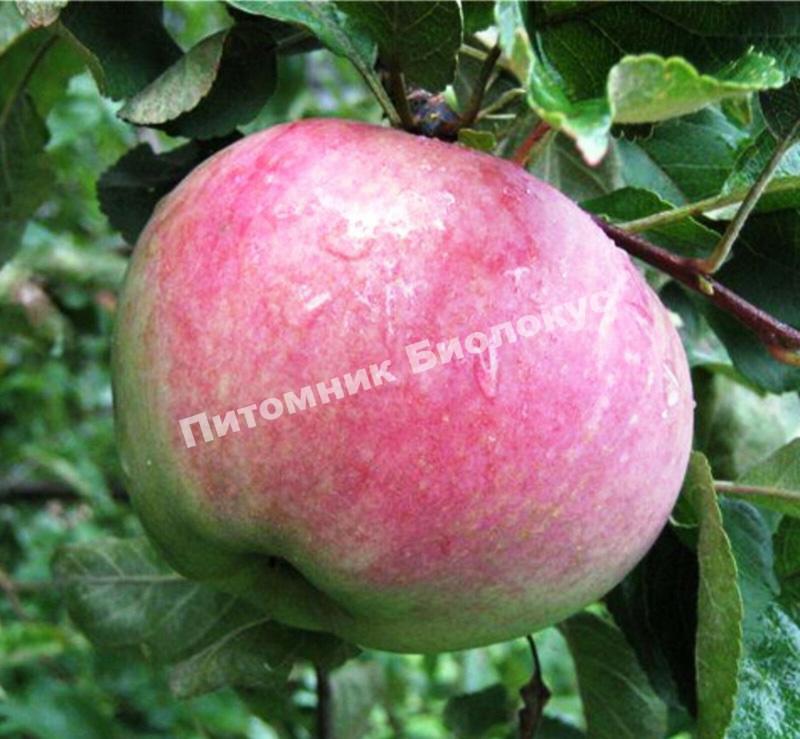 Яблоня Апорт алмаатинский (Александр)