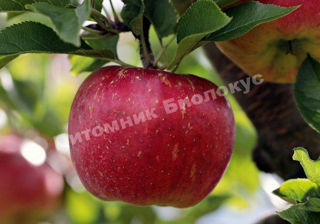 Яблоня Апорт алматинский