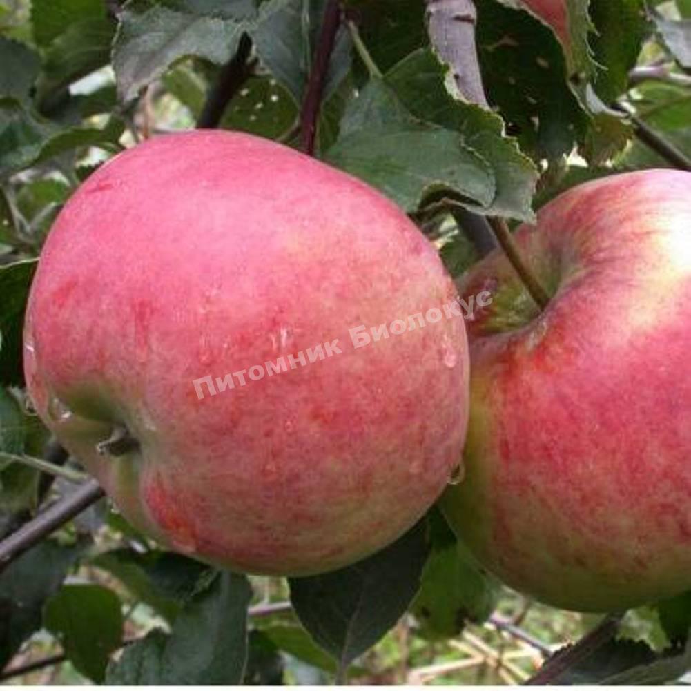 Яблоня Аскольда