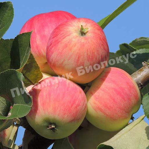 Яблоня Августа