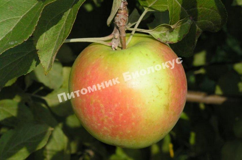 Яблоня Белана