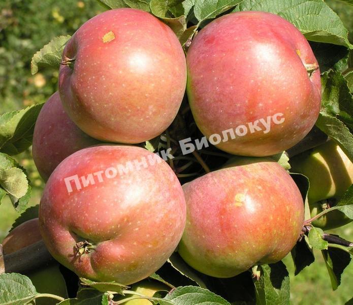 Яблоня Белорусское Сладкое
