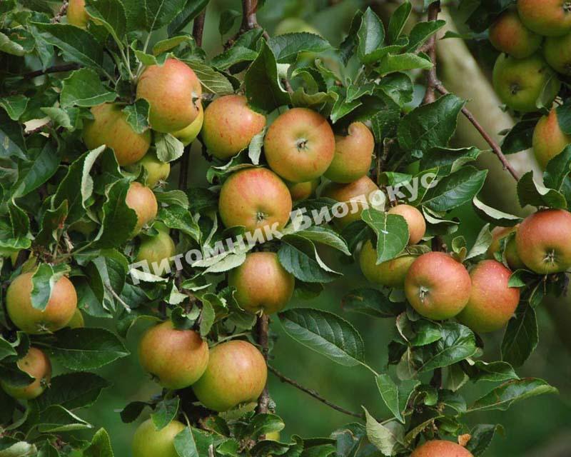 Яблоня Болотовское