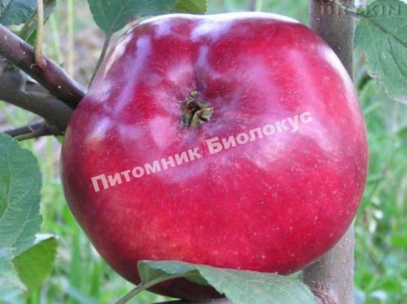 Яблоня Дарунок