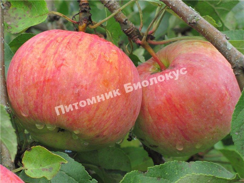 Яблоня Десертное Петрова