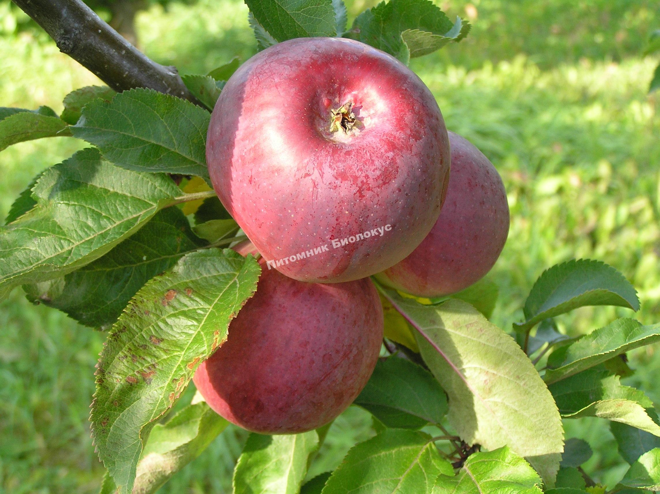 Яблоня Диво