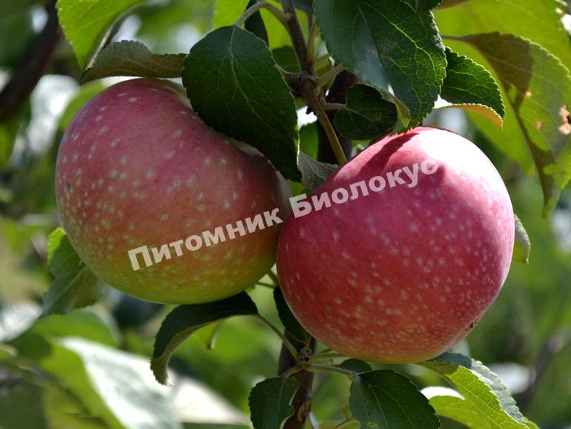 Яблоня Елена