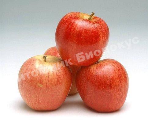 Яблоня Эльстар