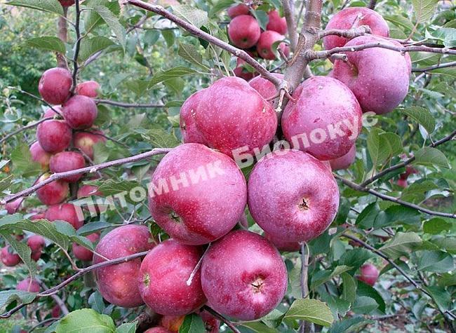 Яблоня Флорина