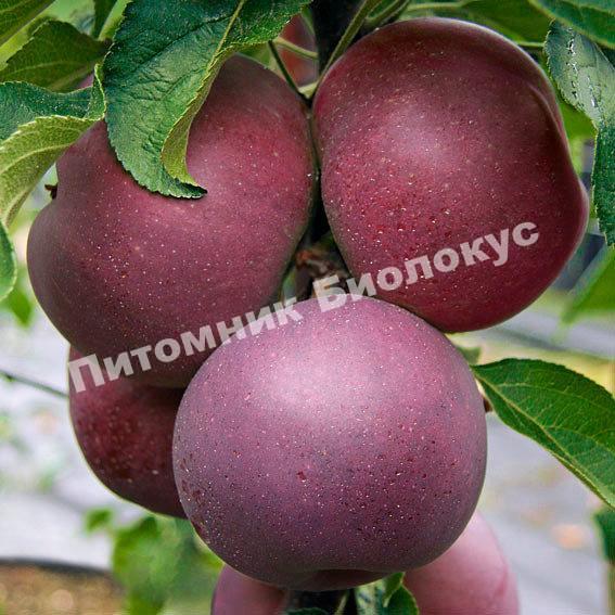 Яблоня Голубая Луна