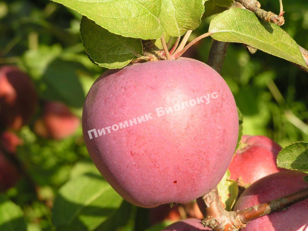 Яблоня Имант