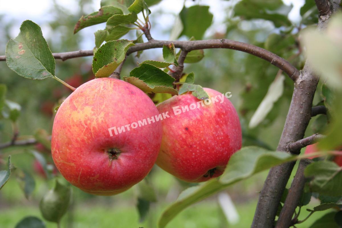 Яблоня Канадская