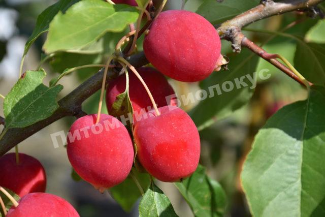Яблоня Китайка Долго