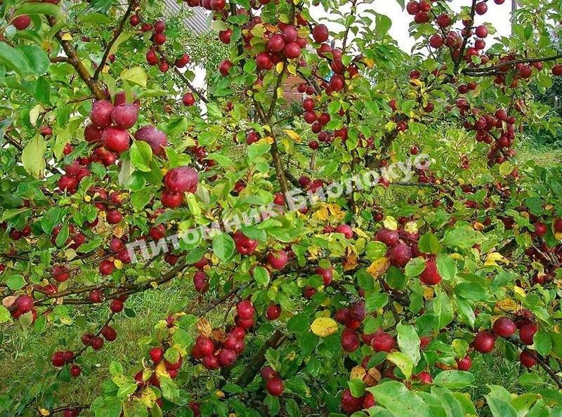 Яблоня китайка Керр