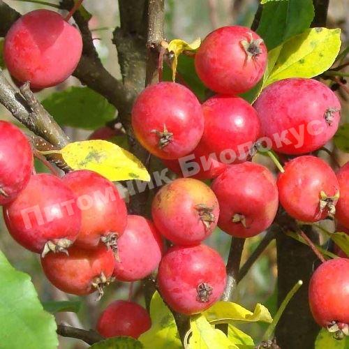 Яблоня Китайка колоновидная