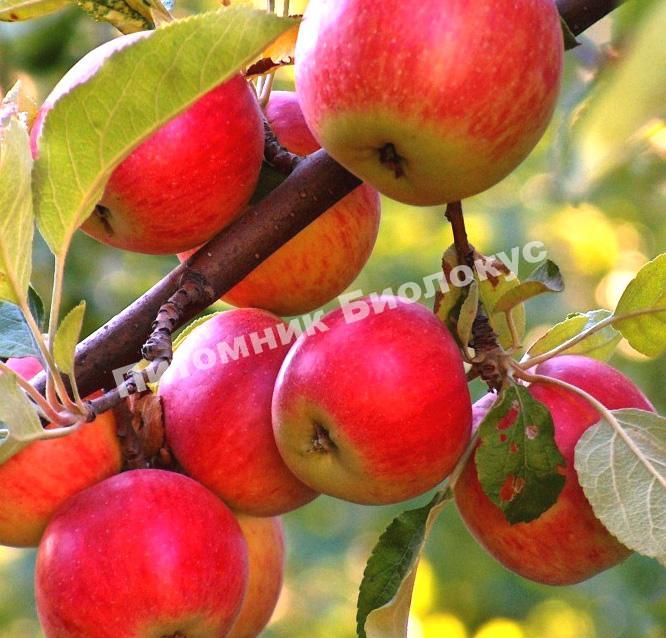 Яблоня Конфетное