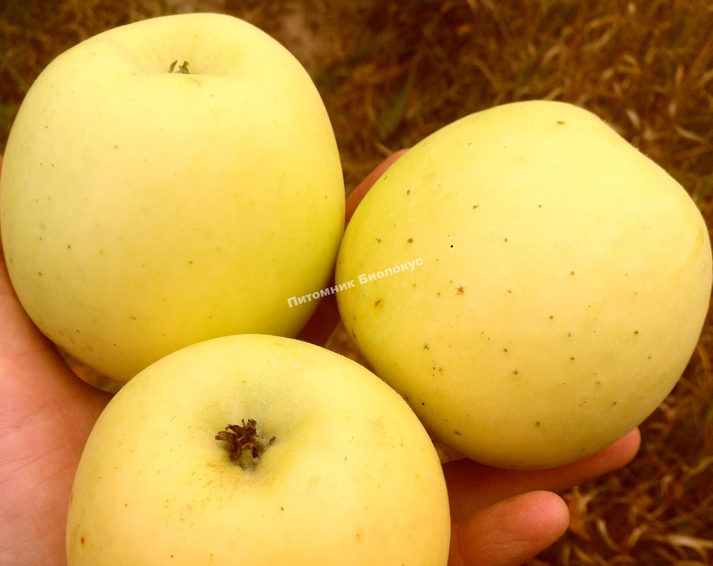 Яблоня Коштеля