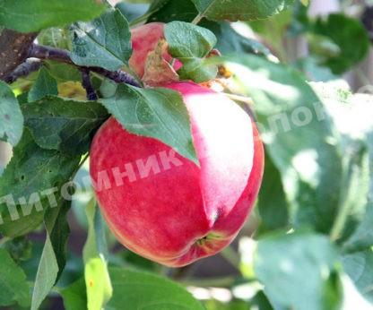 Яблоня Квинти