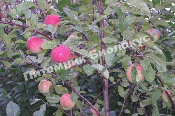 Яблоня Легенда