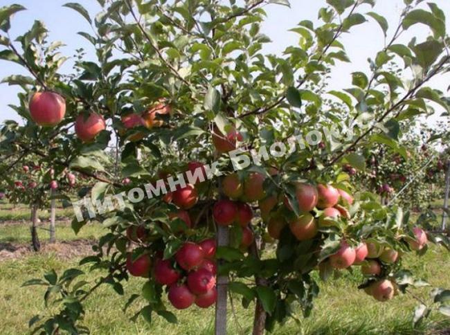 Яблоня Лигол