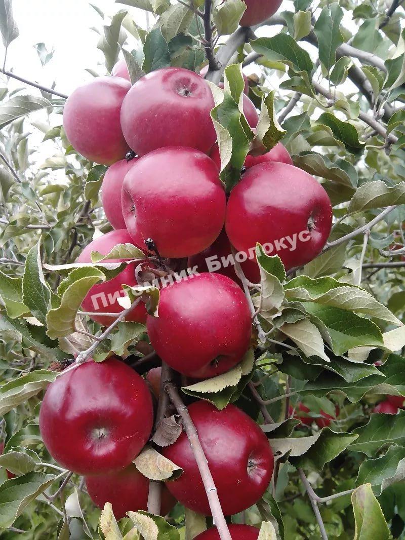 Яблоня Макинтош