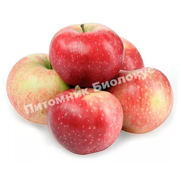 Яблоня Малинка