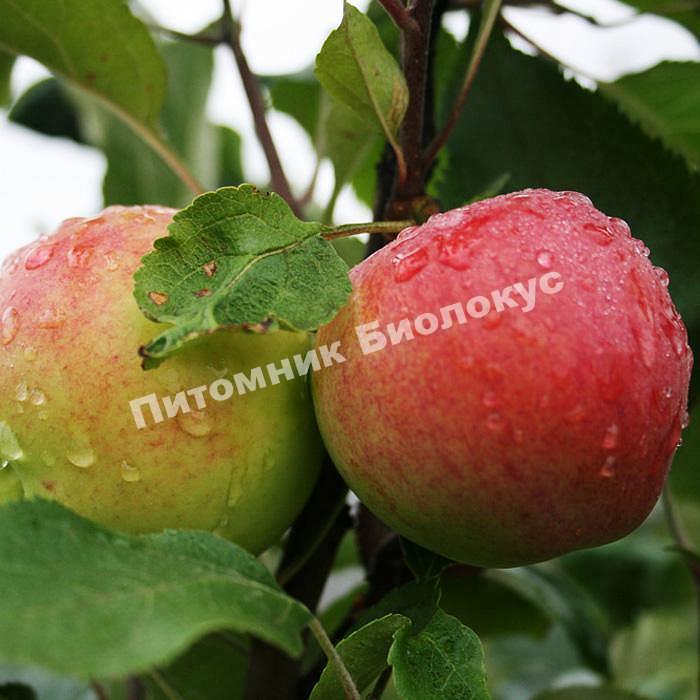 Яблоня Мантет