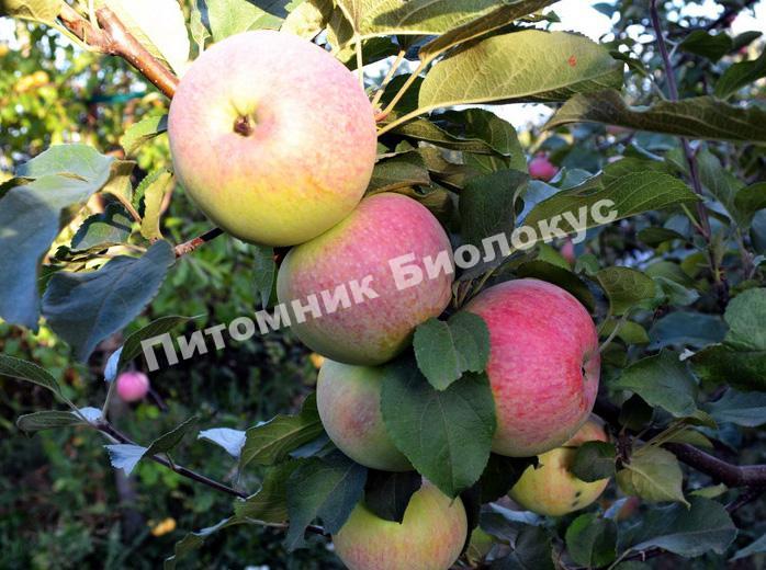 Яблоня Марат Бусурин