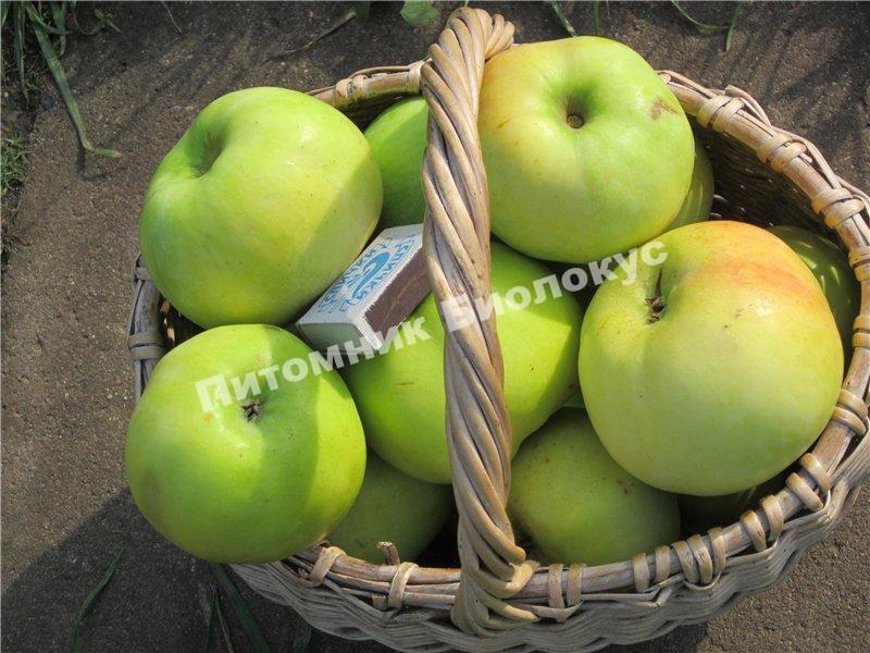 Яблоня Мартовское