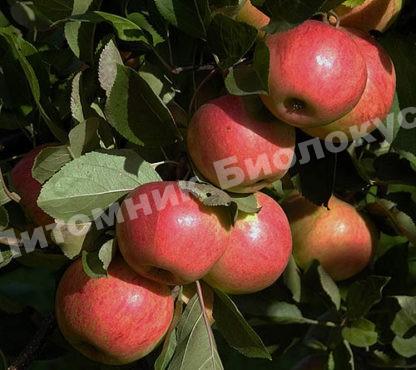 Яблоня Маяк Загорья