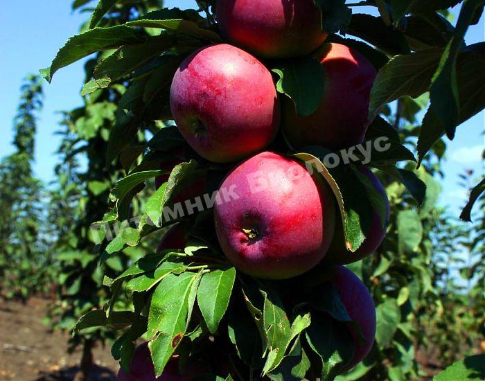 Яблоня колонновидная Московское ожерелье