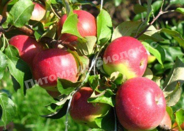 Яблоня Орловим