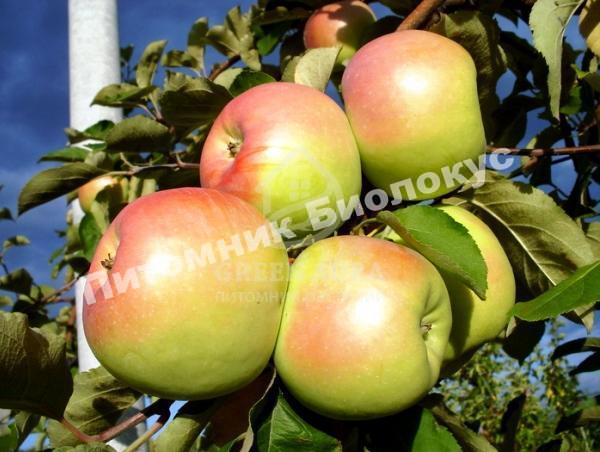 Яблоня Орловский Синап