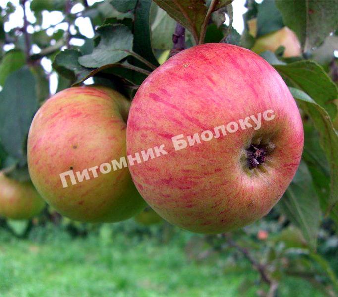 Яблоня Памяти воину