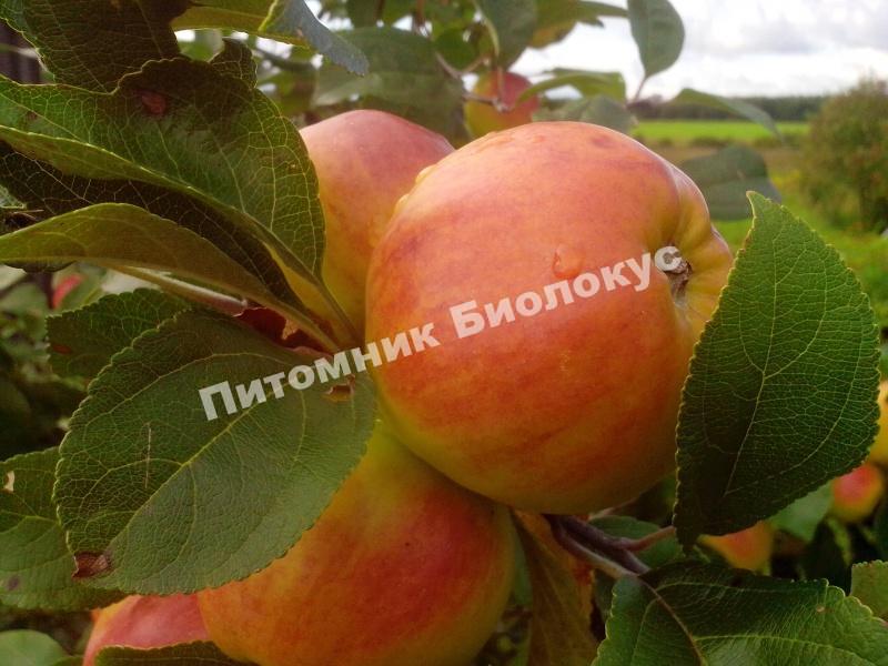 Яблоня Победа (Черненко)