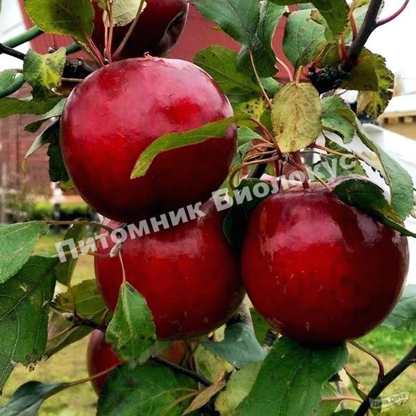 Яблоня Поспех