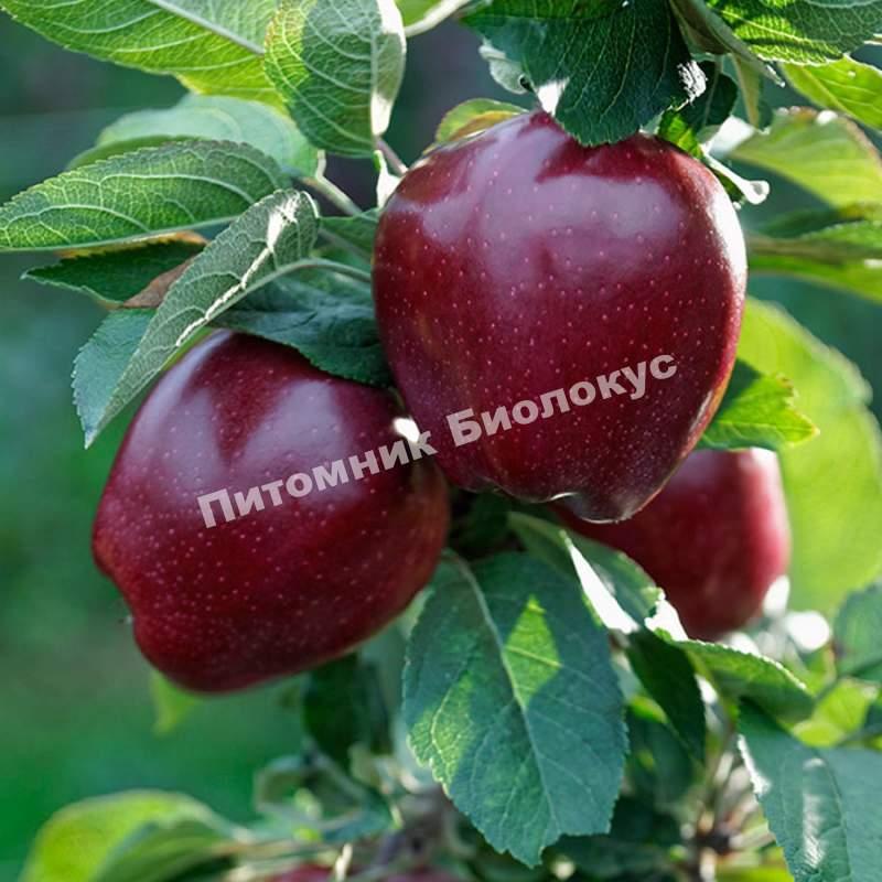 Яблоня Ред Чиф