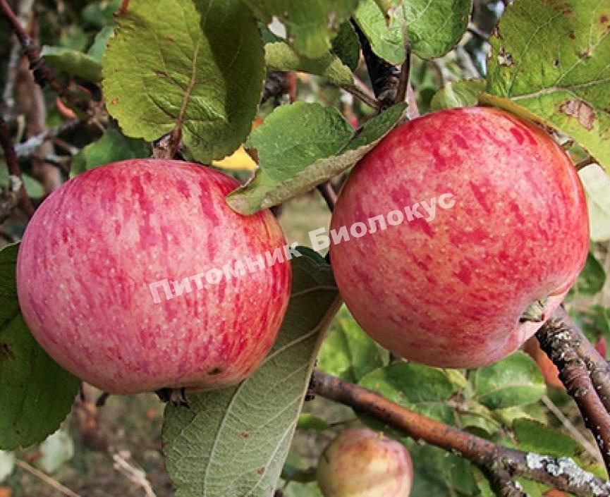 Яблоня Штрейфлинг