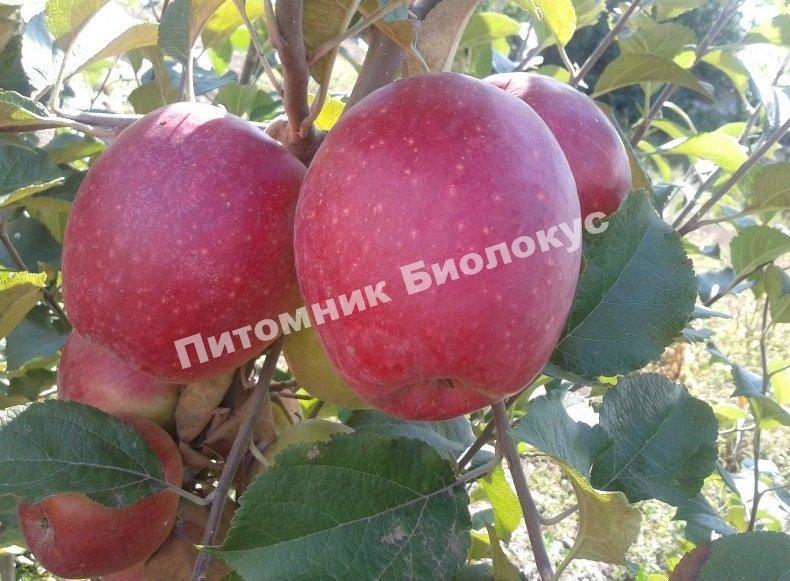 Яблоня Синап