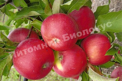 Яблоня Уэлси