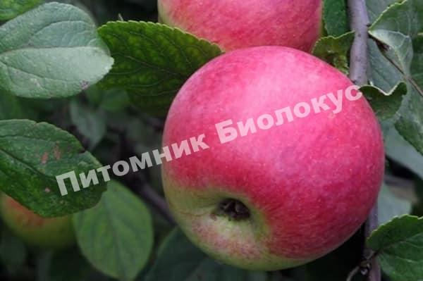 Яблоня Юный Натуралист