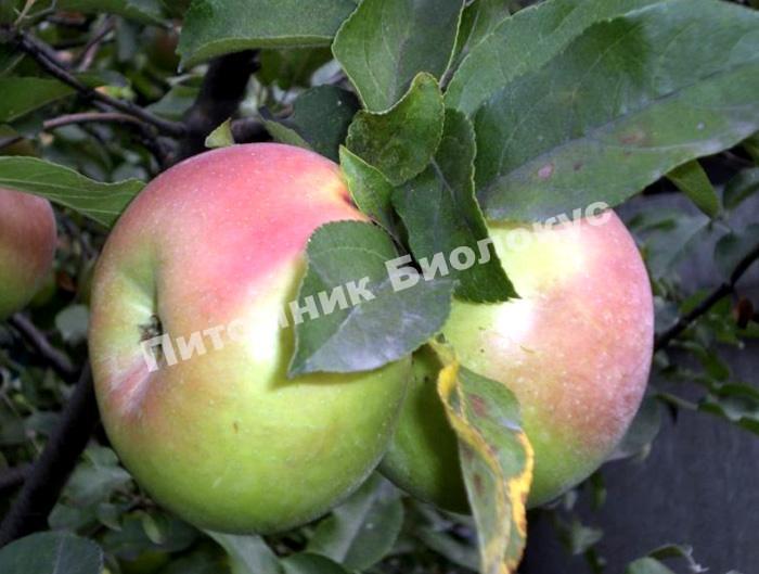 Яблоня Вербное