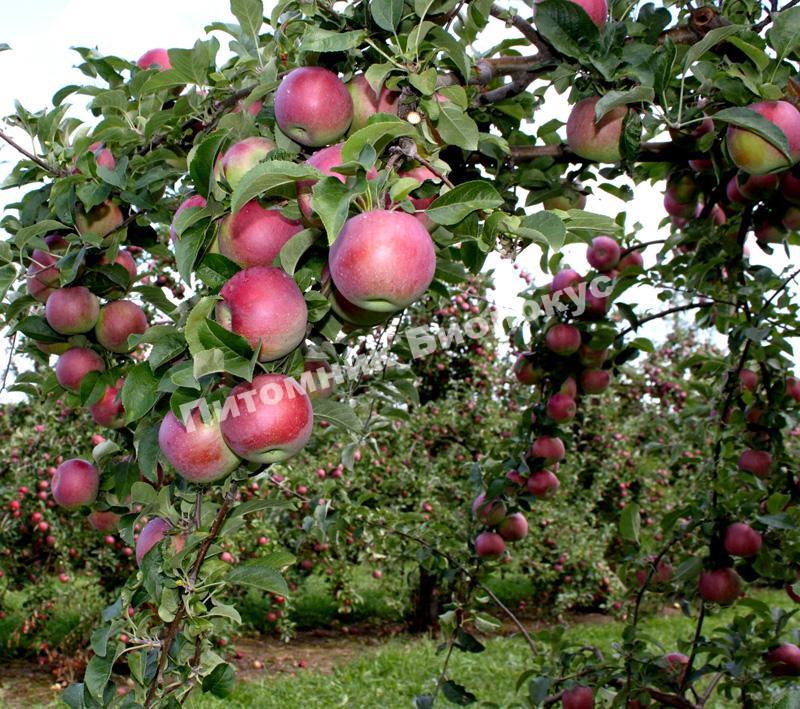 Яблоня Вильямс Прайд