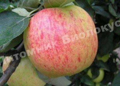 Яблоня Яблочный Спас