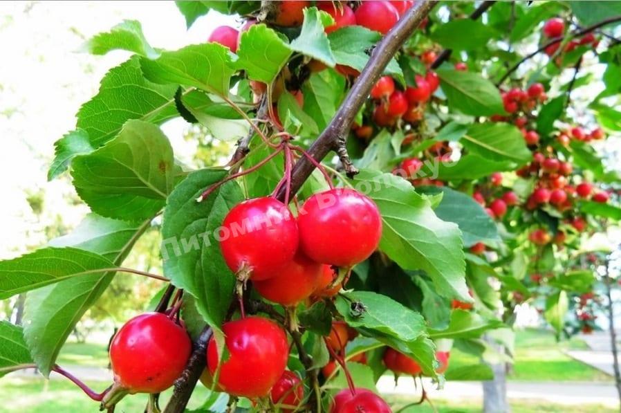 Яблоня Ягодная Сибирячка