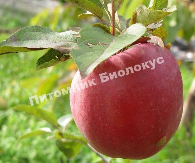 Яблоня Зимняя Красавица