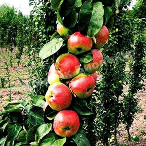 Яблоня Элита