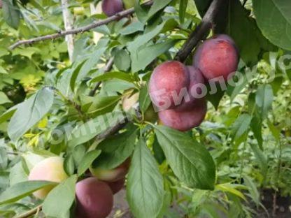 Алыча Десертная