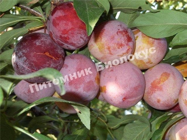 Алыча Дончанка ранняя